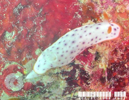 RE~EV Chromodoris aspersa