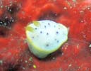 RE~EV (S}tCE~EV) Chromodoris aspersa