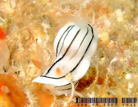 ~XWAICE~EVψَ Chromodoris cf. lochi 