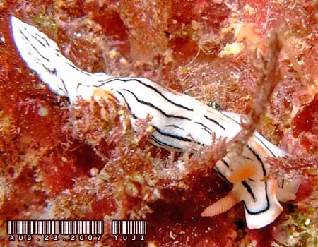 ~XWAICE~EVψَ Chromodoris cf. lochi 