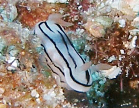 ~XWAICE~EVψَ Chromodoris cf. lochi 