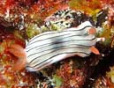 ~XWAICE~EV ψَ Chromodoris cf. lochi