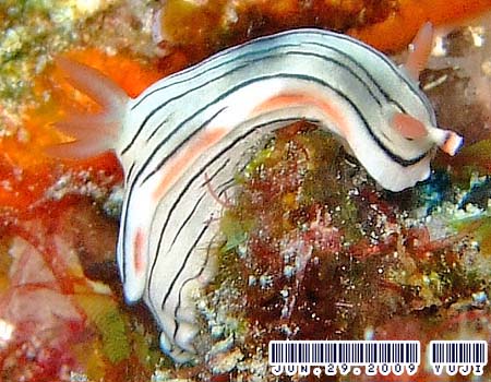 ~XWAICE~EVψَ Chromodoris cf. lochi 