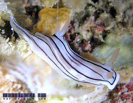 ~XWAICE~EVψَ Chromodoris cf. lochi 