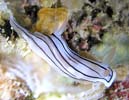 ~XWAICE~EV ψَ Chromodoris cf. lochi