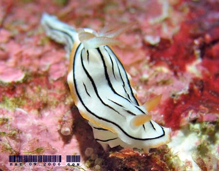 ~XWAICE~EVψَ Chromodoris cf. lochi 