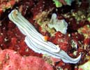 ~XWAICE~EV ψَ Chromodoris cf. lochi