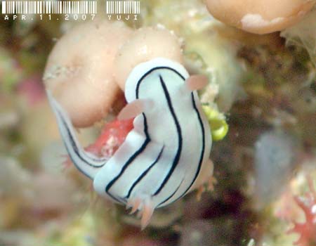 ~XWAICE~EVψَ Chromodoris cf. lochi 