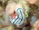 ~XWAICE~EV ψَ Chromodoris cf. lochi