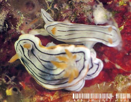 ~XWAICE~EVψَ Chromodoris cf. lochi 