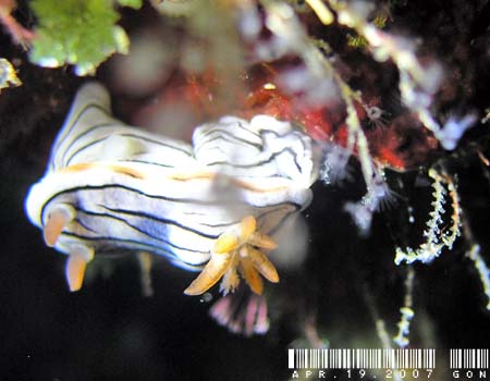 ~XWAICE~EVψَ Chromodoris cf. lochi 