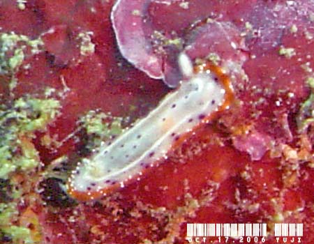 ZgCE~EV Chromodoris decora