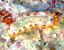 ZgCE~EV Chromodoris decora