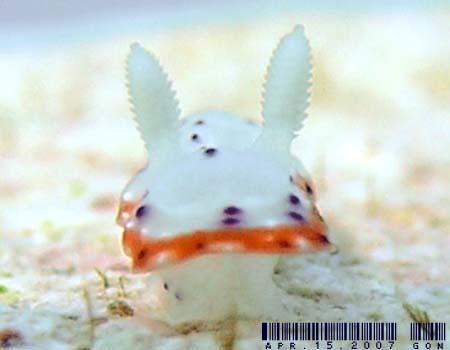 ZgCE~EV Chromodoris decora