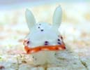 ZgCE~EV Chromodoris decora