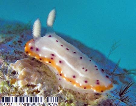 ZgCE~EV Chromodoris decora