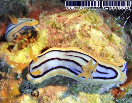 LxNXWE~EV Chromodoris elisabethina