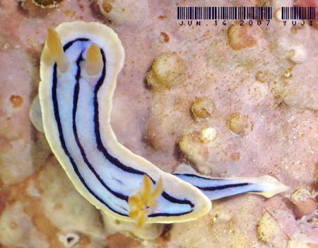 LxNXWE~EV Chromodoris elisabethina