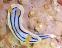 LxNXWE~EV Chromodoris elisabethina