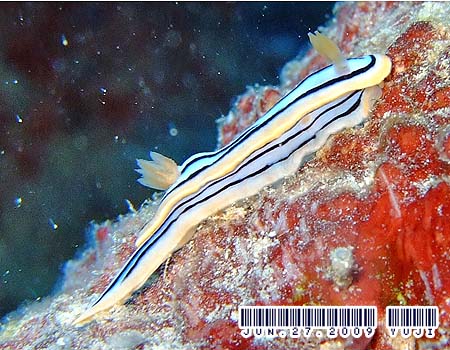 LxNXWE~EV Chromodoris elisabethina