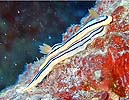 LxNXWE~EV Chromodoris elisabethina