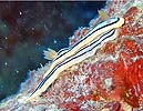 LxNXWE~EV Chromodoris elisabethina