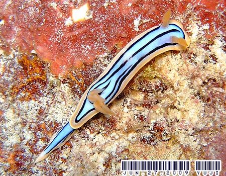 LxNXWE~EV Chromodoris elisabethina