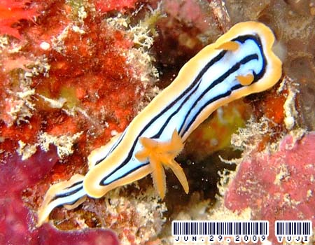 LxNXWE~EV Chromodoris elisabethina