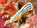 LxNXWE~EV Chromodoris elisabethina