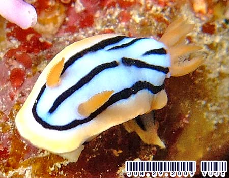 LxNXWE~EV Chromodoris elisabethina