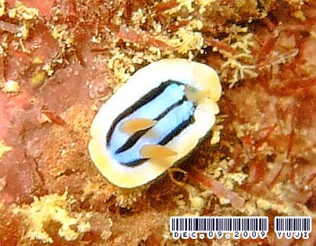 LxNXWE~EV Chromodoris elisabethina