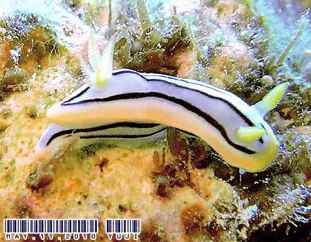 LxNXWE~EV Chromodoris elisabethina