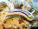 LxNXWE~EV Chromodoris elisabethina