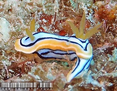 LxNXWE~EV Chromodoris elisabethina