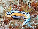 LxNXWE~EV Chromodoris elisabethina