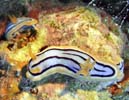 LxNXWE~EV Chromodoris elisabethina