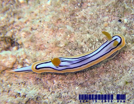 LxNXWE~EV Chromodoris elisabethina