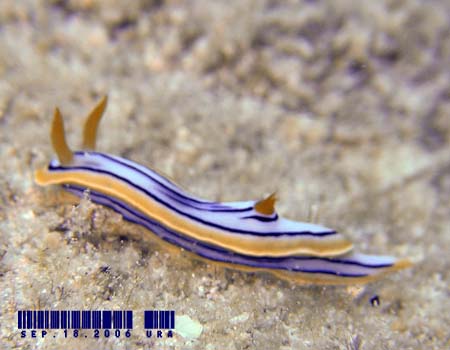 LxNXWE~EV Chromodoris elisabethina