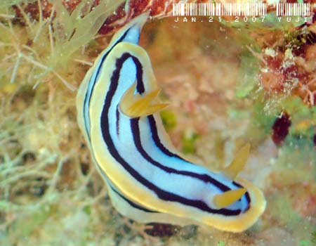 LxNXWE~EV Chromodoris elisabethina