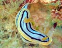 LxNXWE~EV Chromodoris elisabethina