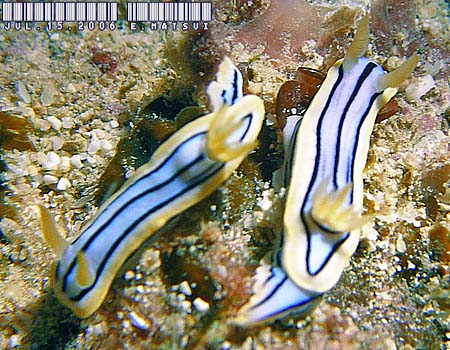 ~XWAICE~EVψَ Chromodoris cf. lochi 