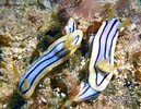 LxNXWE~EV Chromodoris elisabethina