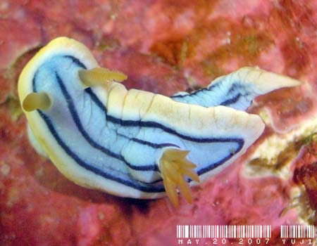 LxNXWE~EV Chromodoris elisabethina