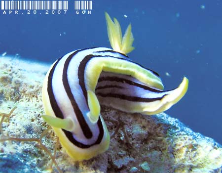 LxNXWE~EV Chromodoris elisabethina