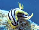 キベリクロスジウミウシ Chromodoris elisabethina