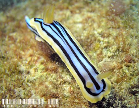 LxNXWE~EV Chromodoris elisabethina