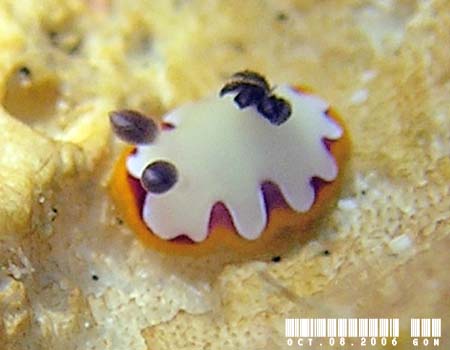 tWi~E~EV Chromodoris fidelis