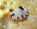 tWi~E~EV Chromodoris fidelis