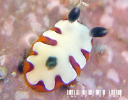 tWi~E~EV Chromodoris fidelis