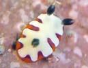 tWi~E~EV Chromodoris fidelis